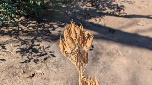 Ehrendorferia chrysantha, 2026-10-20