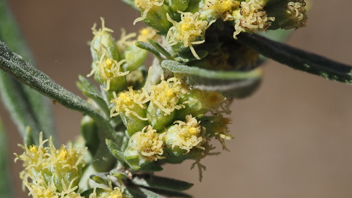 Artemisia douglasiana, 2026-10-20