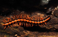 Helicorthomorpha
