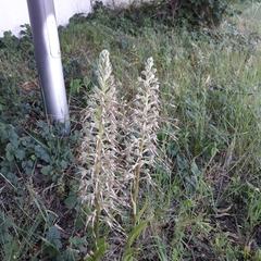 Himantoglossum hircinum