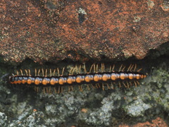 Helicorthomorpha