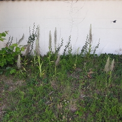 Himantoglossum hircinum