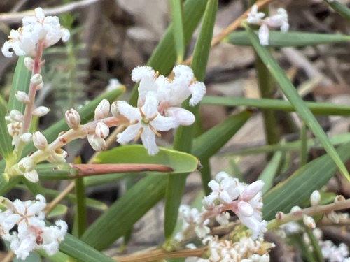 Leucopogon australis, 2026-10-21
