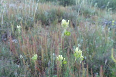 Biscutella auriculata