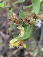 Blepharis maderaspatensis
