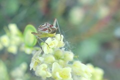 Calocoris roseomaculatus roseomaculatus