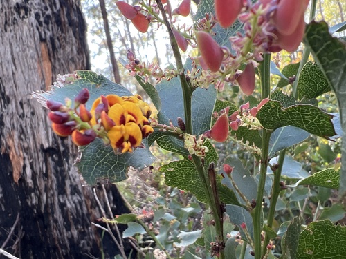 Daviesia latifolia, 2026-10-21