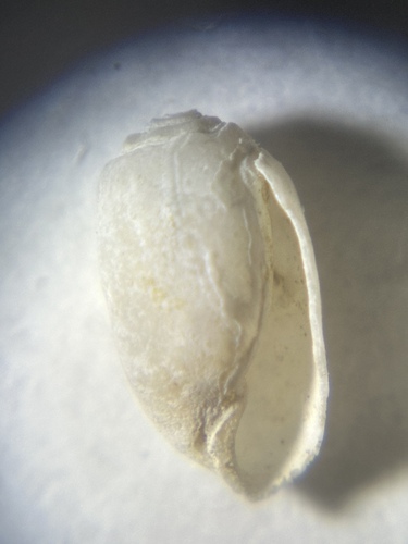 Acteocina observed 2026-10-18