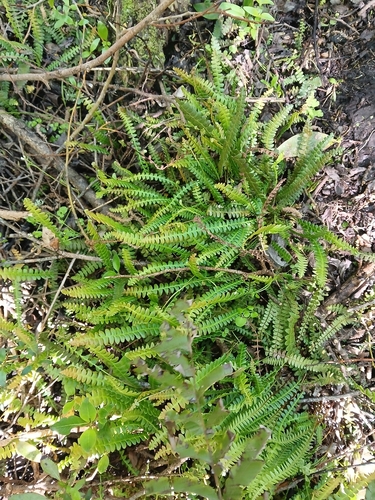 Austroblechnum penna-marina observed 2026-10-21