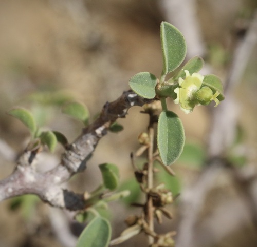 Euphorbia misera, 2026-10-16
