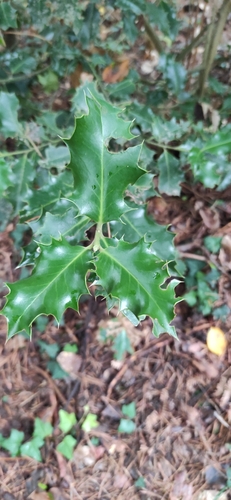 European holly