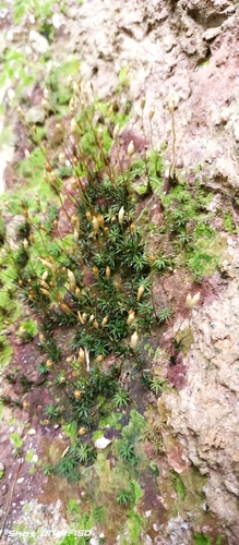 Pogonatum observed 2026-10-19