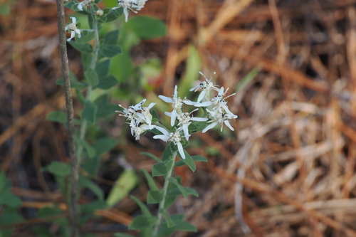 Sericocarpus tortifolius, 2026-10-19