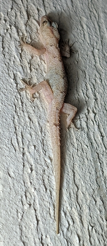Tropical House Gecko