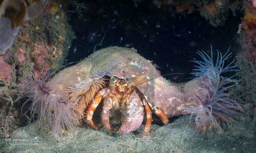Dardanus pedunculatus observed 2026-10-20