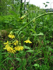 Crepis praemorsa