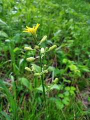 Crepis praemorsa