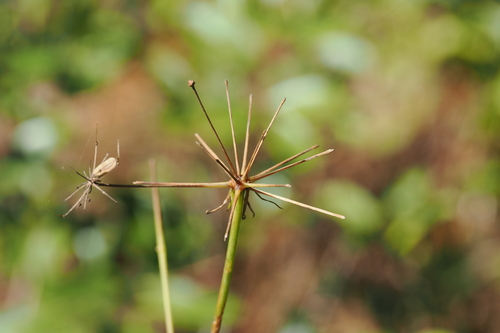 Tiedemannia filiformis, 2026-10-19