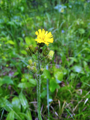 Crepis praemorsa