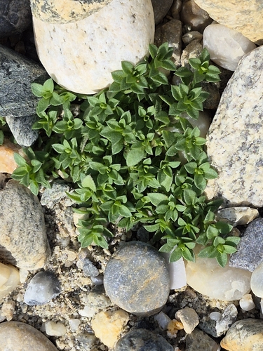 Arenaria serpyllifolia observed 2026-10-20