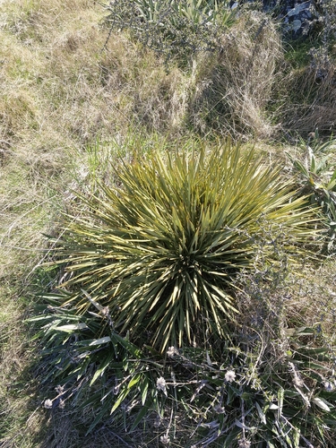 Aciphylla aurea observed 2026-10-18