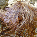 Coarse Sea Lace - Photo (c) Brenna Green, some rights reserved (CC BY-NC-SA), uploaded by Brenna Green
