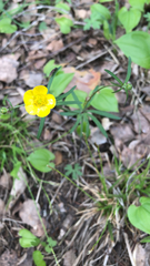 Ranunculus auricomus