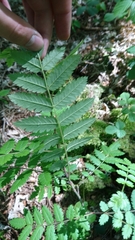Sorbus aucuparia