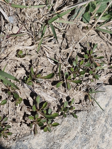 Wahlenbergia albomarginata observed 2026-10-18