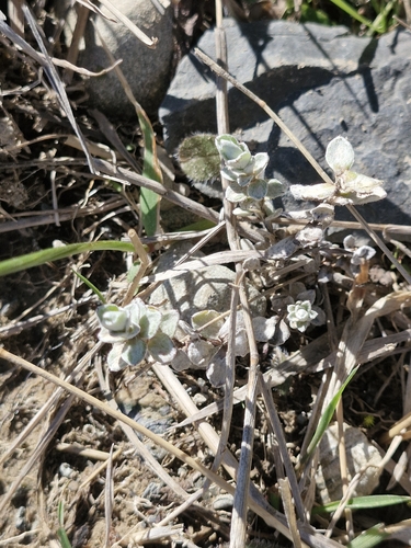 Anaphalioides bellidioides observed 2026-10-18