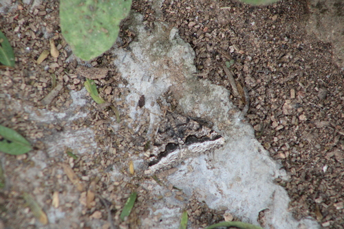 Polilla del Mesquite