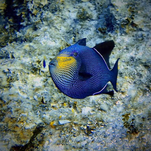 Melichthys niger observed 2026-10-20