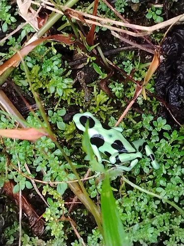 Dendrobates auratus observed 2026-10-20