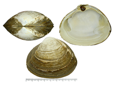 Spisula sachalinensis