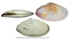 Megangulus zyonoensis