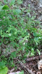 Moehringia trinervia