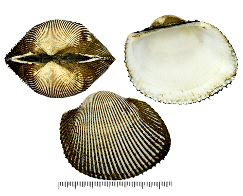 Broughton's Blood Cockle