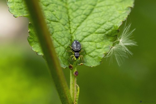 Heliophanus flavipes