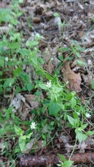 Moehringia trinervia