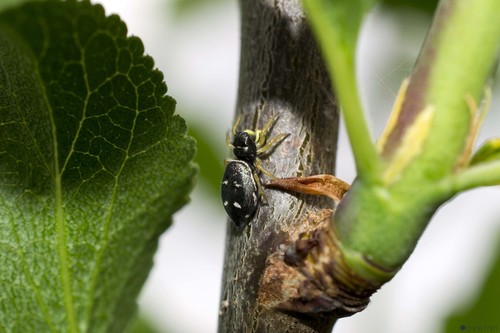 Heliophanus flavipes