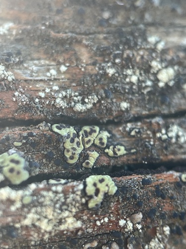 Soil Paint Lichen