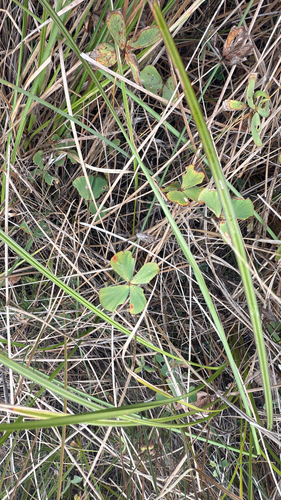 Marsilea vestita observed 2026-10-20