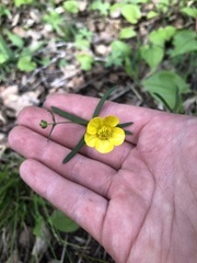 Ranunculus auricomus