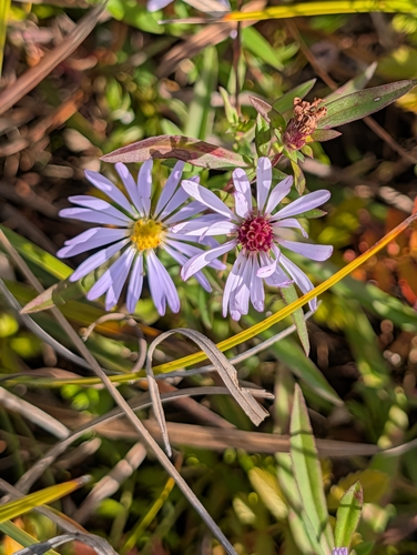 Symphyotrichum chilense observed 2026-10-20
