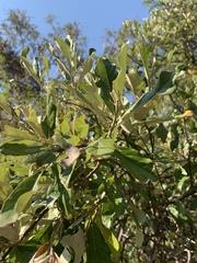 Brachylaena transvaalensis