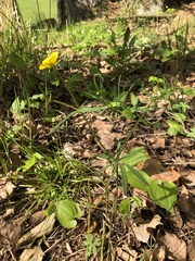 Ranunculus auricomus