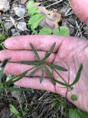 Ranunculus auricomus