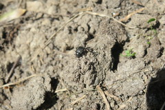 Coleoptera