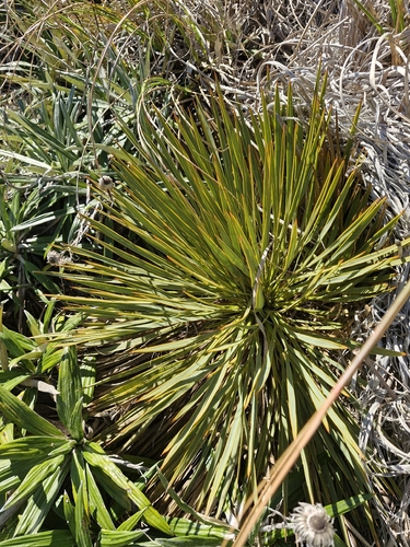 Aciphylla aurea observed 2026-10-18