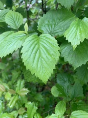 Viburnum rafinesqueanum